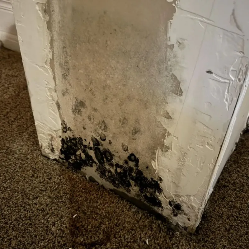 Professional Mold Removal in McKee, KY